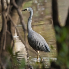 Egretta novaehollandiae (White-faced Heron) at Brunswick Heads, NSW - 24 Oct 2023 by macmad