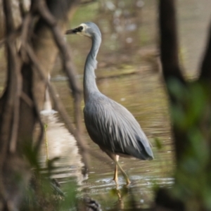 Egretta novaehollandiae at Brunswick Heads, NSW - 24 Oct 2023 07:35 AM