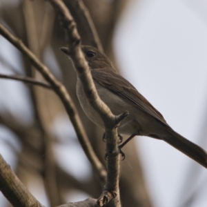 Pachycephala pectoralis at Brunswick Heads, NSW - 24 Oct 2023