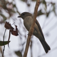 Pachycephala pectoralis at Brunswick Heads, NSW - 24 Oct 2023