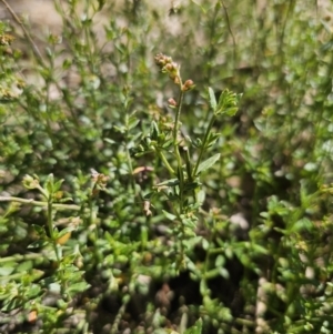 Gonocarpus tetragynus at Captains Flat, NSW - 26 Oct 2023