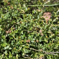 Gonocarpus tetragynus at Captains Flat, NSW - 26 Oct 2023