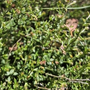 Gonocarpus tetragynus at Captains Flat, NSW - 26 Oct 2023