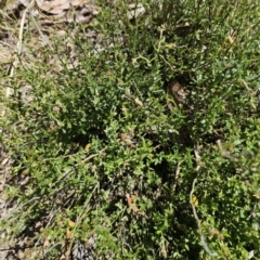 Gonocarpus tetragynus at Captains Flat, NSW - 26 Oct 2023