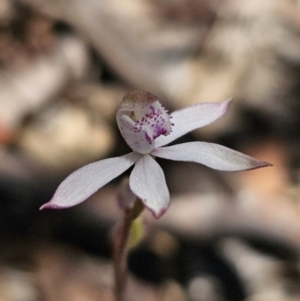 Caladenia moschata at Captains Flat, NSW - suppressed