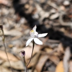 Caladenia moschata at Captains Flat, NSW - suppressed