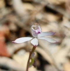 Caladenia moschata at Captains Flat, NSW - suppressed