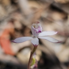 Caladenia moschata at Captains Flat, NSW - suppressed