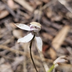 Caladenia moschata at Captains Flat, NSW - suppressed