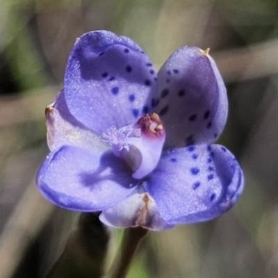 Thelymitra juncifolia (Dotted Sun Orchid) at Captains Flat, NSW - 26 Oct 2023 by Csteele4