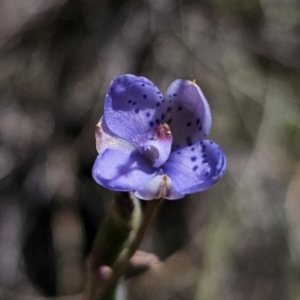 Thelymitra juncifolia at Captains Flat, NSW - 26 Oct 2023