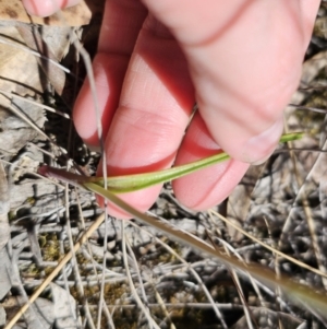 Thelymitra juncifolia at Captains Flat, NSW - 26 Oct 2023