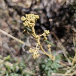 Astrotricha ledifolia at Captains Flat, NSW - 26 Oct 2023