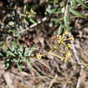 Astrotricha ledifolia at Captains Flat, NSW - 26 Oct 2023 12:08 PM