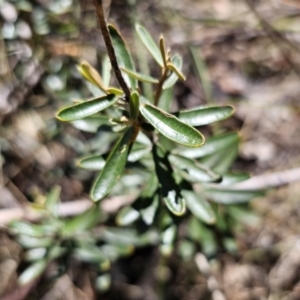 Astrotricha ledifolia at Captains Flat, NSW - 26 Oct 2023
