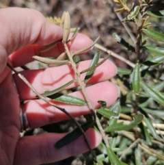 Astrotricha ledifolia at Captains Flat, NSW - 26 Oct 2023