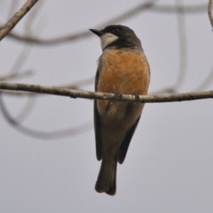 Pachycephala rufiventris at Brunswick Heads, NSW - 24 Oct 2023