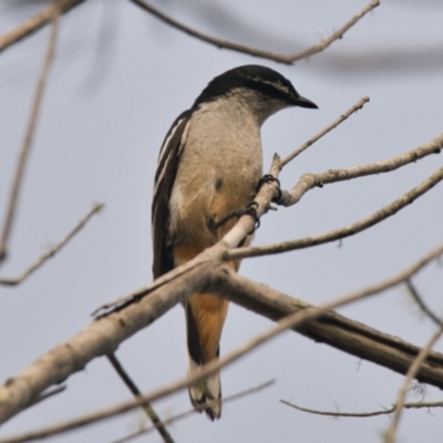 Lalage leucomela (Varied Triller) at Brunswick Heads, NSW - 24 Oct 2023 by macmad