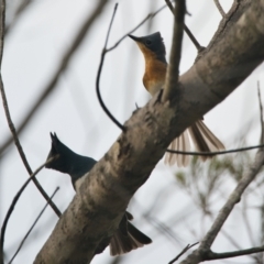 Myiagra rubecula (Leaden Flycatcher) at Brunswick Heads, NSW - 24 Oct 2023 by macmad