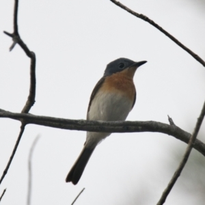 Myiagra rubecula at Brunswick Heads, NSW - 24 Oct 2023 07:19 AM