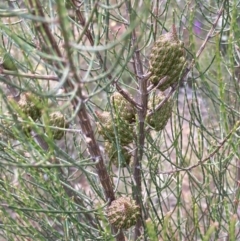 Allocasuarina muelleriana (Kangaroo Island Oak-bush) at Deep Lead Nature Conservation Reserve - 13 Oct 2023 by AnneG1