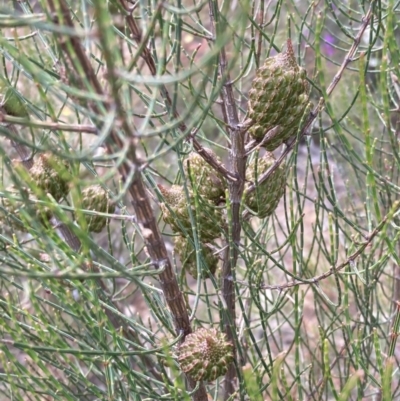 Allocasuarina muelleriana (Kangaroo Island Oak-bush) at Deep Lead Nature Conservation Reserve - 13 Oct 2023 by AnneG1