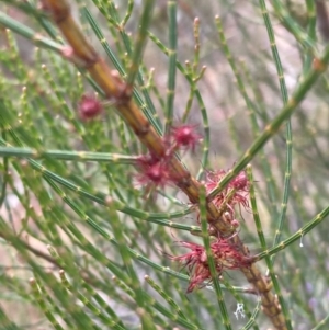 Allocasuarina muelleriana at Stawell, VIC - 13 Oct 2023