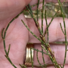 Allocasuarina muelleriana at Stawell, VIC - 13 Oct 2023 11:26 AM