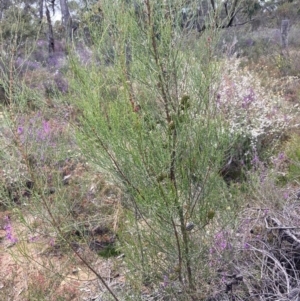 Allocasuarina muelleriana at Stawell, VIC - 13 Oct 2023