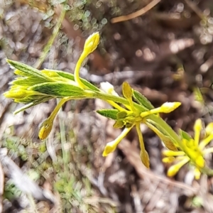 Pimelea curviflora var. sericea at Mount Majura - 26 Oct 2023