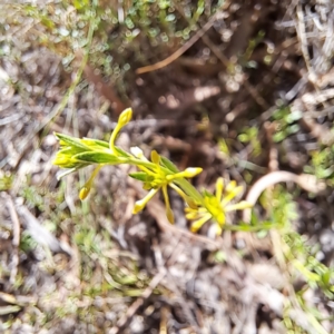 Pimelea curviflora var. sericea at Mount Majura - 26 Oct 2023