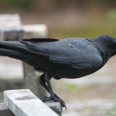 Corvus orru (Torresian Crow) at Brunswick Heads, NSW - 24 Oct 2023 by macmad