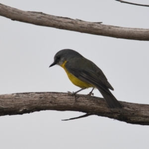 Eopsaltria australis at Brunswick Heads, NSW - 24 Oct 2023 07:09 AM