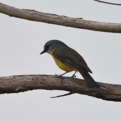 Eopsaltria australis (Eastern Yellow Robin) at Brunswick Heads, NSW - 23 Oct 2023 by macmad