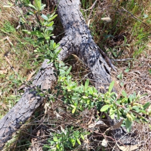 Pyracantha angustifolia at Majura, ACT - 26 Oct 2023