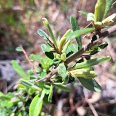 Pyracantha angustifolia at Majura, ACT - 26 Oct 2023