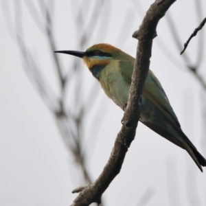 Merops ornatus at Brunswick Heads, NSW - 24 Oct 2023 07:03 AM