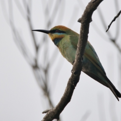 Merops ornatus (Rainbow Bee-eater) at Brunswick Heads, NSW - 24 Oct 2023 by macmad