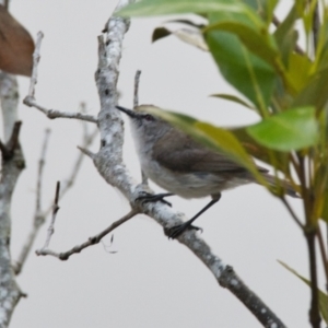 Gerygone levigaster at Brunswick Heads, NSW - 24 Oct 2023