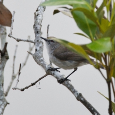 Gerygone levigaster (Mangrove Gerygone) at Brunswick Heads, NSW - 23 Oct 2023 by macmad