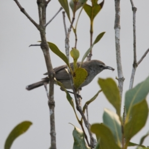 Gerygone levigaster at Brunswick Heads, NSW - 24 Oct 2023