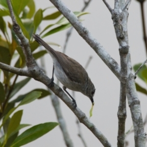 Gerygone levigaster at Brunswick Heads, NSW - 24 Oct 2023