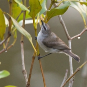 Gerygone levigaster at Brunswick Heads, NSW - 24 Oct 2023 06:57 AM