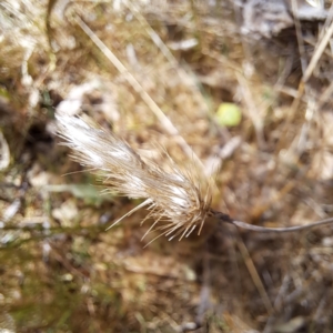 Cynosurus echinatus at Majura, ACT - 26 Oct 2023 03:26 PM