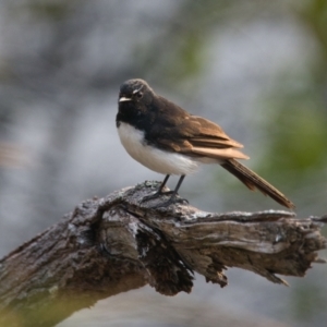 Rhipidura leucophrys at Brunswick Heads, NSW - 24 Oct 2023