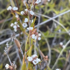 Leucopogon virgatus at Bendoura, NSW - 25 Oct 2023