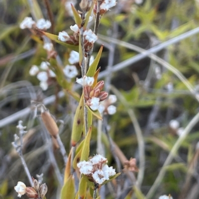 Leucopogon virgatus (Common Beard-heath) at Bendoura, NSW - 25 Oct 2023 by JaneR