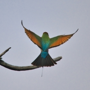 Merops ornatus at Brunswick Heads, NSW - 24 Oct 2023