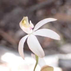 Caladenia moschata (Musky Caps) at Grampians National Park - 16 Oct 2023 by AnneG1