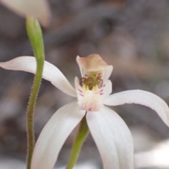 Caladenia moschata at Bellfield, VIC - suppressed